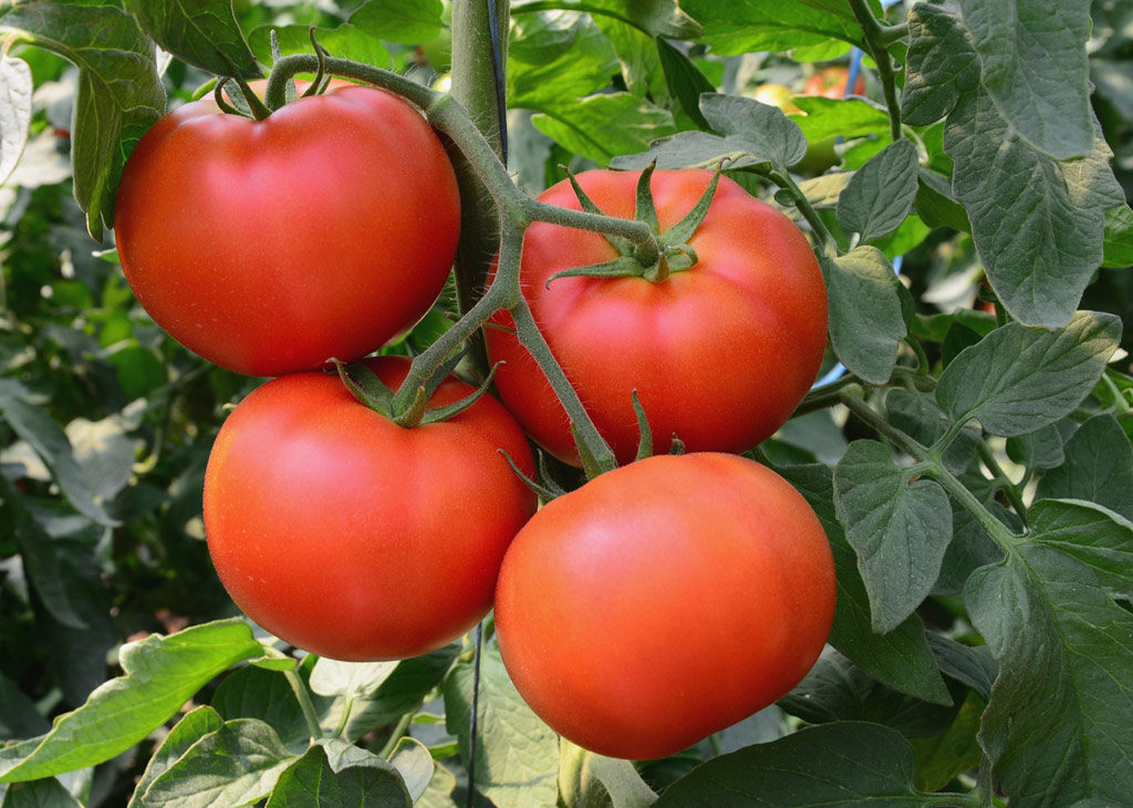 tomatoes-on-vine-iStock-web