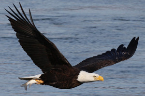 bald eagle flying in pennsylvania