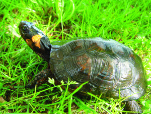 bog_turtle