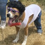‘Rockstar’ in the Sharp Dressed Pet Contest